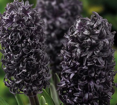 HYACINTHUS MIDNIGHT MYSTIQUE - ALMOST BLACK x3 | Other Spring Bulbs